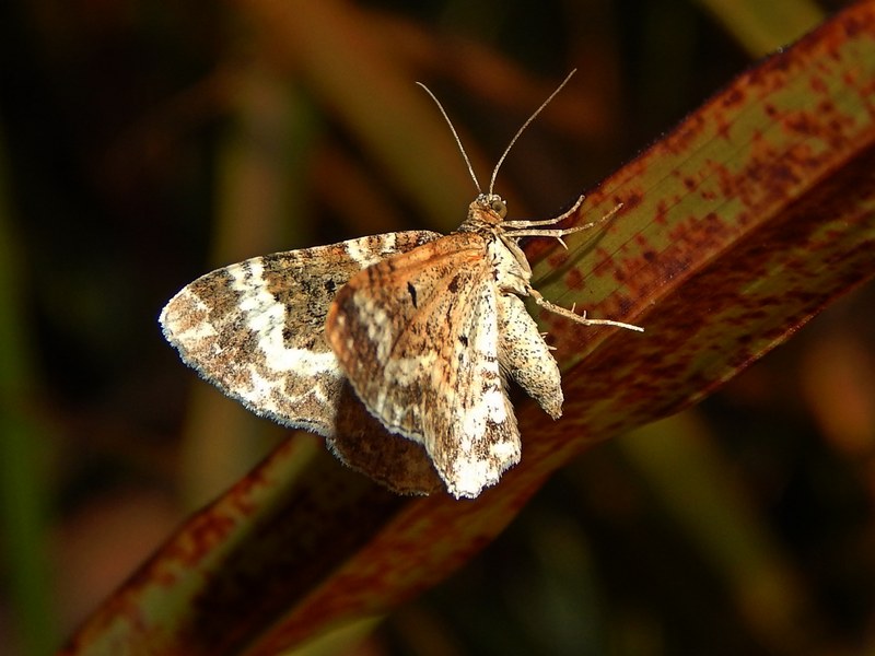 Epirrhoe alternata?